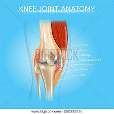 Long bones support weight and facilitate movement. Human Knee Joint Vector Photo Free Trial Bigstock