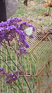 Image result for Deverra burchellii