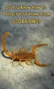 How To Get Rid Of Scorpions From Your Yard Home Protection Home Safety Protecting Your Home