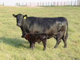 Black Angus Calves For Sale Near Me Black Angus Cattle Head Of Older Fall Calving Purebred Angus Cows Bred Black Tarentaise Baby Animals Animals Cow