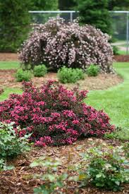It has a low canopy, and is suitable for planting under power lines. Summer Wine Ninebark Physocarpus Opulifolius Proven Winners
