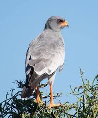 Image result for Aizoon schellenbergii