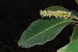 Image result for Terminalia phanerophlebia