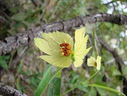 Image result for Dalechampia