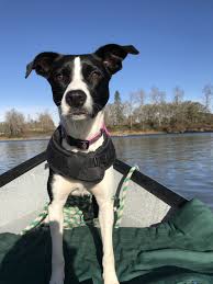 $650 plus sales tax to wa residents. This Is Ruby Our Darling 16 Month Old Border Collie Pit Mix She Is The Sweetest Thing Loves To Run Play Frisbee Here Border Collie Collie Southern Oregon