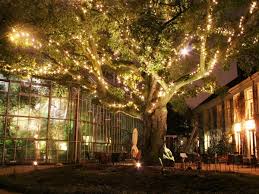Hortus By Light Amsterdam Hortus Botanicus Your Little Black Book