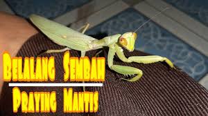 By adminposted on july 11, 2021. Main Bersama Belalang Sembah Ii Praying Mantis Youtube