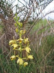 Image result for Eulophia angolensis