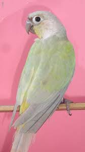 Green Cheek Conure Mutations Page 2 Parrot Forum