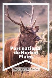 Horton Plains Randonnee Star Du Sri Lanka Faut Il Y Aller Recit Et Guide Sri Lanka Parc Naturel Recit De Voyage