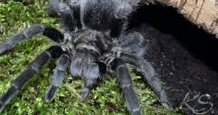 Grammostola Pulchra Adult Female Vogelspinnen Spinne