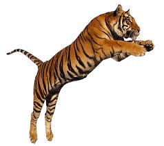 Tiger Jumping Transparent Png Image Photoshop Pics Lions Photos Jumping Pictures