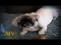 Funny Cats Dogs America S Funniest Home Videos Afv Clips Part 578 Compilation Afv Http Www Funny Home Videos Funny Cat Photos Funny Cats And Dogs