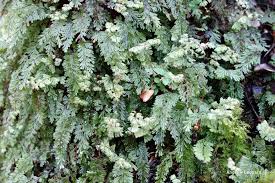Image result for Hymenophyllum triangulare