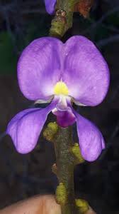 Image result for Macropsychanthus