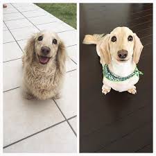 コタロウ before after ツルツルになっちゃった いぬ 犬 dog ダックス ミニチュアダックス カット 愛犬 コタロウ クリーム いぬ 犬 ミニチュアダックス