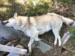 In 2016, the center biological diversity. Update Fish And Game Officials Say Dead Wolf Was Really A Wolf Dog Hybrid And Someone S Pet East Idaho News