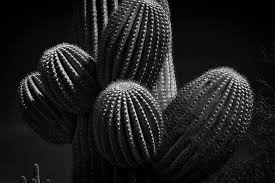Landscape black and white nature photography. Amazon Com Landscape Photography Arizona Desert Landscape Cactus Saguaro Fine Art Photography Black And White Photography Southwest Nature Photography Monochrome Solitude Handmade