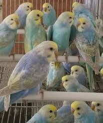 Rainbow Budgies For Sale Google Search Budgies Pet Birds Birds