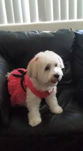 Loss of a Beloved Dog