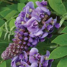 Maybe you would like to learn more about one of these? Amethyst Falls Wisteria Vines Climbers Great Garden Plants