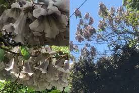 It bears large, showy flowers, almost through the year, on the trunk and not on branches like most other trees. Melbourne Australia Huge Flowering Tree White Flowers Whatsthisplant