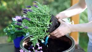 Zwar brauchen tillandsien wenig wasser. Robuste Pflanzen Fur Garten Balkon