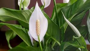 Gambar bunga lily berwarna is free hd wallpaper was upload by admin. Mengenal Lebih Dekat Peace Lily Atau Bunga Lili