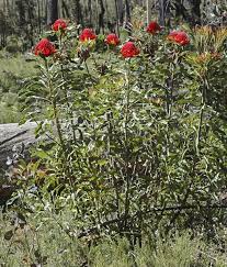 Image result for Telopea