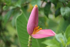 Image result for Musa ornata