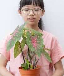 Image result for Caladium
