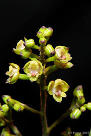Image result for Polystachya dendrobiiflora