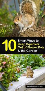 Another scent method that is known to keep squirrels out of potted plants is to use a bone meal product. 10 Smart Ways To Keep Squirrels Out Of Flower Pots The Garden