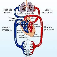 Human Circulation System Brain Facts Medical Anatomy Biology