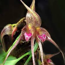 What stores sell 30d bras? Exclusive Orchids From Asia Orchidhouse Asia