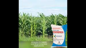 Halaman antar muka acuan rekomendasi pupuk disajikan pada. Pemupukan Jagung Ke 2 45 Hst Mengunakan Pupuk Phonska Youtube
