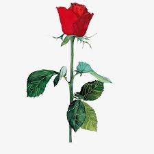 Pintado A Mano De Rosas Rojas Rosas Rosas Rojas Rosa Roja Dibujo
