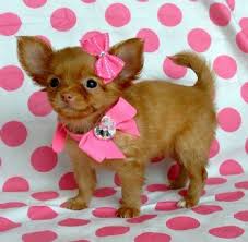 Tiny Teacup Chihuahua Beautiful Red Fawn Long Hair Princess 15 Oz At 8 Weeks Sold Moving To Iowa Teacup Chihuahua Puppies Teacup Chihuahua Chihuahua Puppies