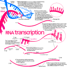 Protein Biosynthesis Wikipedia