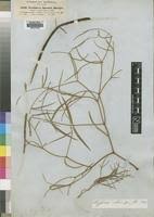 Image result for Periploca linearifolia