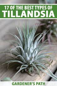 Air plants, or tillandsias, are unique plants. 17 Of The Best Tillandsia Varieties For Soilless Gardening Gardener S Path