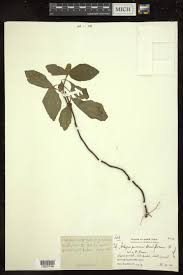 Image result for Achyrospermum carvalhoi