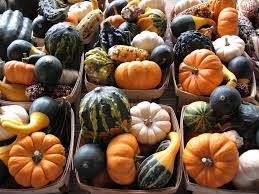 Growing gourds for birdhouses this summer from seed is very easy!. Homegrown Gourd Care How And When To Plant Gourds
