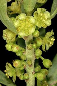 Image result for Clutia monticola