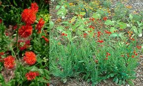 Image result for Emilia coccinea