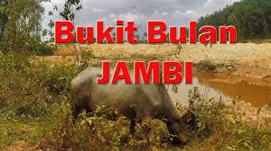 Bukit seruling ini berada di muara air duo, kabupaten sarolangun, jambi. Bukit Bulan Dusun Kecil Di Bukit Barisan Sarolangun Jambi Youtube