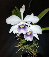 Image result for Pyrenacantha kirkii