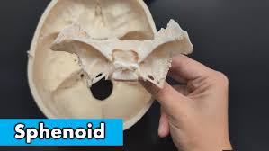Image result for Sphenoid Bone