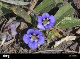 Image result for Aptosimum lineare