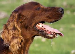 There are several instances where you may catch your puppy breathing rapidly. Fast Breathing In Dogs Why Dog Breathing Fast And Hard Causes And Symptoms
